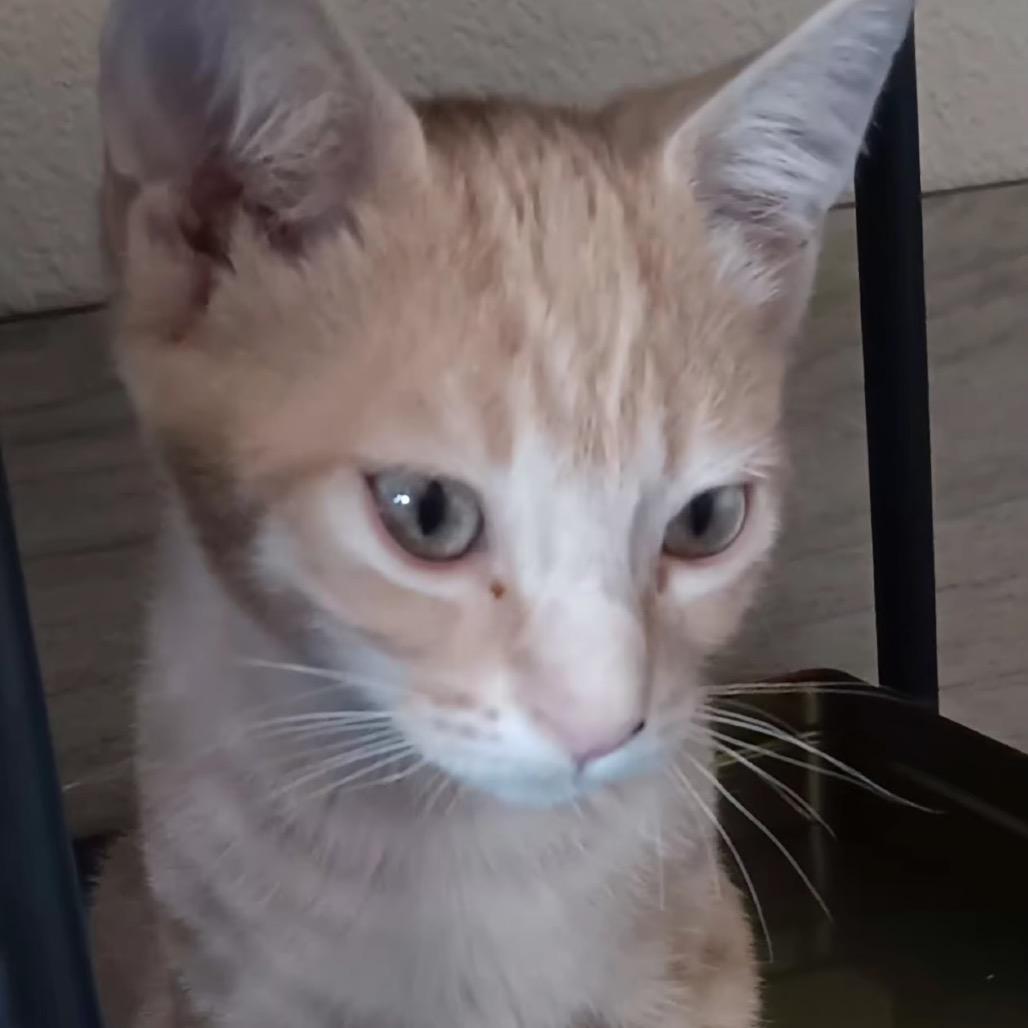 Enlarge Honey, a Adoptable Domestic Short Hair in Morgan Hill, CA image 1/4