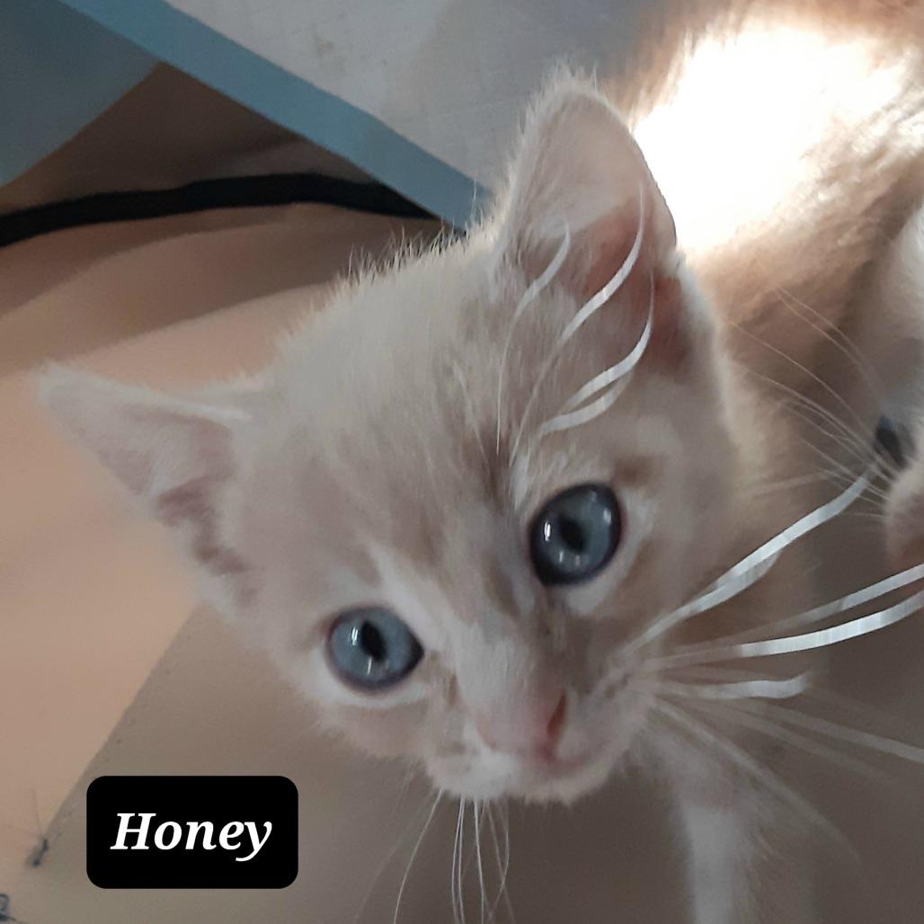 Enlarge Honey, a Adoptable Domestic Short Hair in Morgan Hill, CA image 2/4