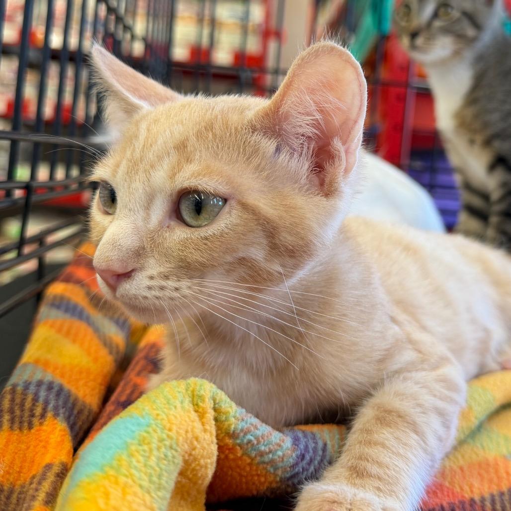 Enlarge Honey, a Adoptable Domestic Short Hair in Morgan Hill, CA image 3/4