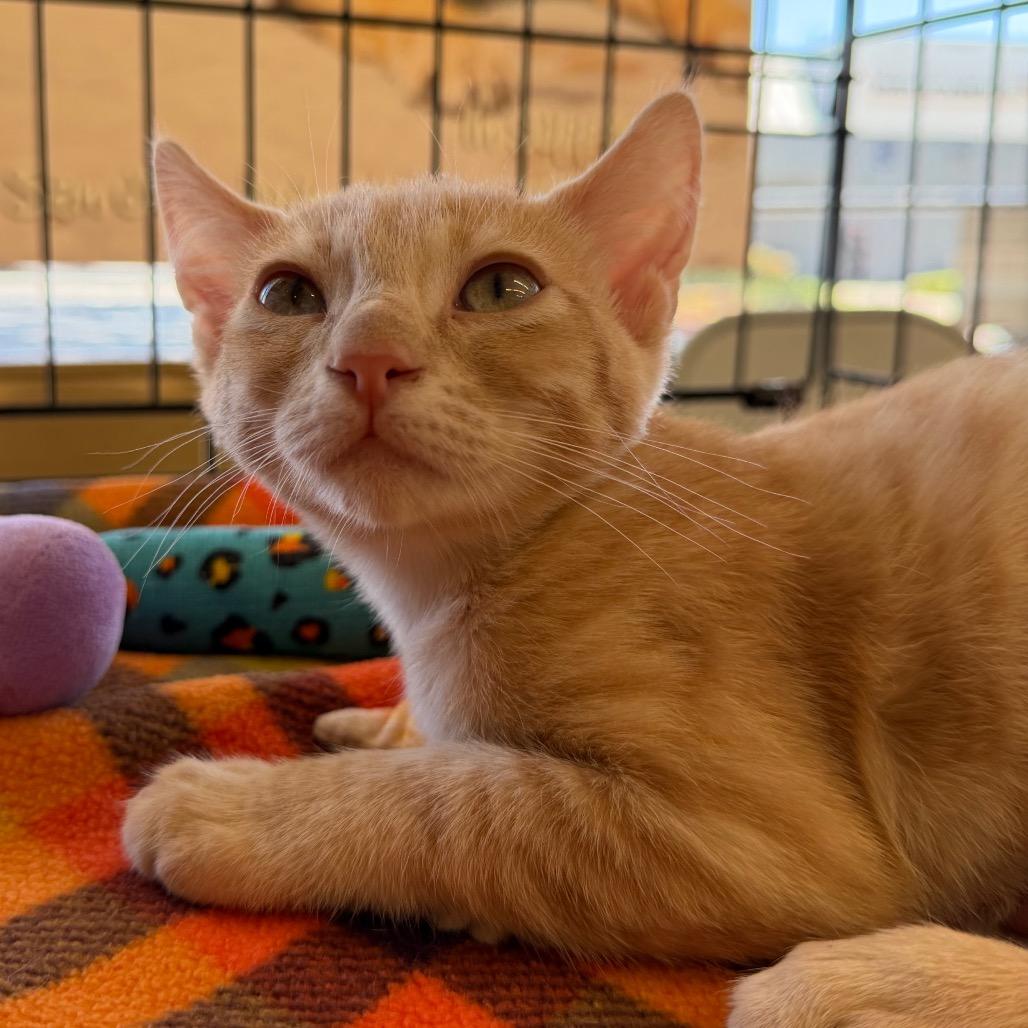 Enlarge Honey, a Adoptable Domestic Short Hair in Morgan Hill, CA image 4/4