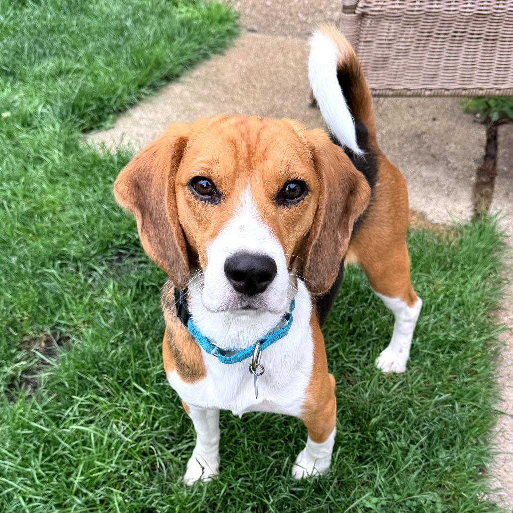 Owen, Adoptable, Young Male Beagle.