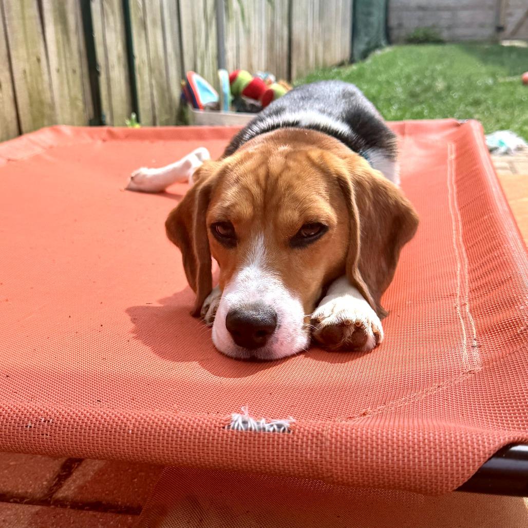 Owen, a Adoptable Beagle in Wauwatosa, WI image 2/4
