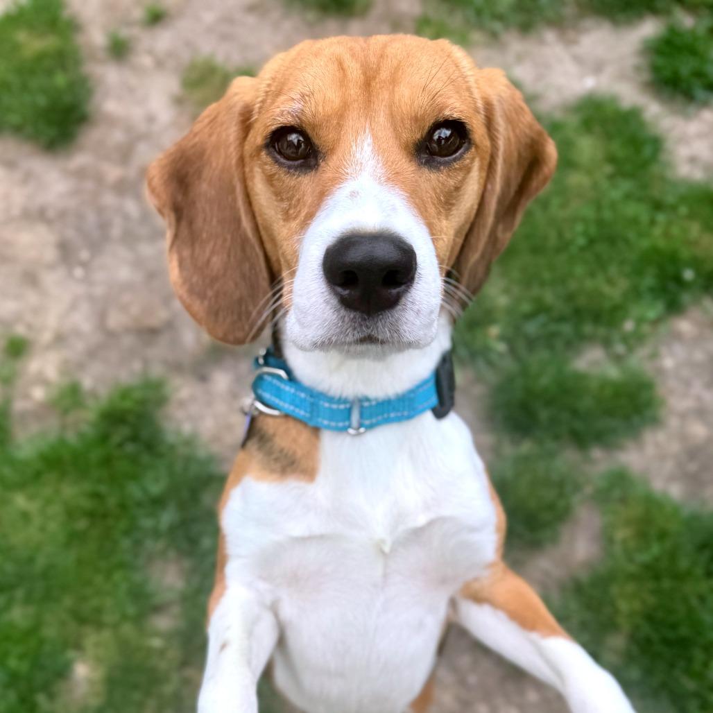Enlarge Owen, a Adoptable Beagle in Wauwatosa, WI image 2/4