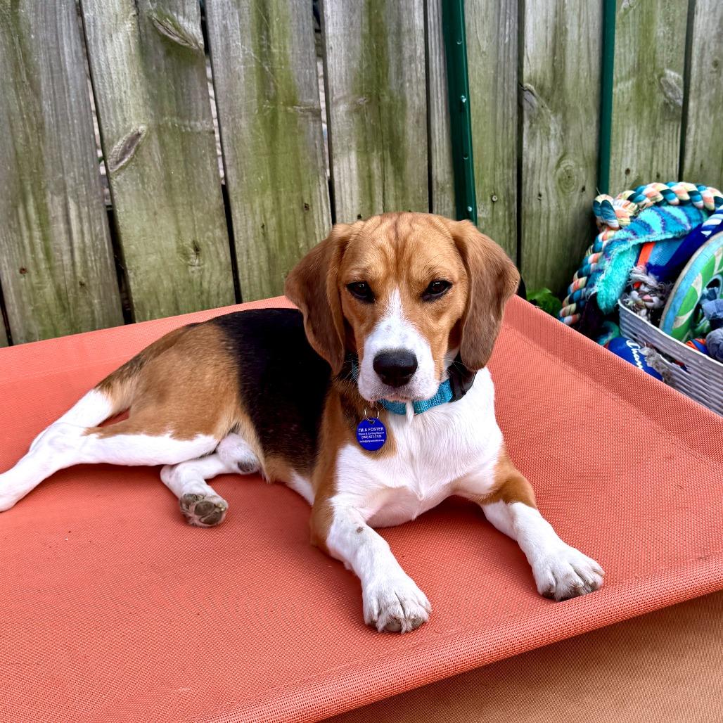 Owen, a Adoptable Beagle in Wauwatosa, WI image 4/4