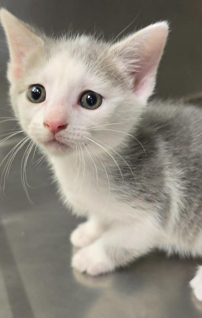 Enlarge Katniss, an adopted Domestic Short Hair in Orange, VA image 1/1
