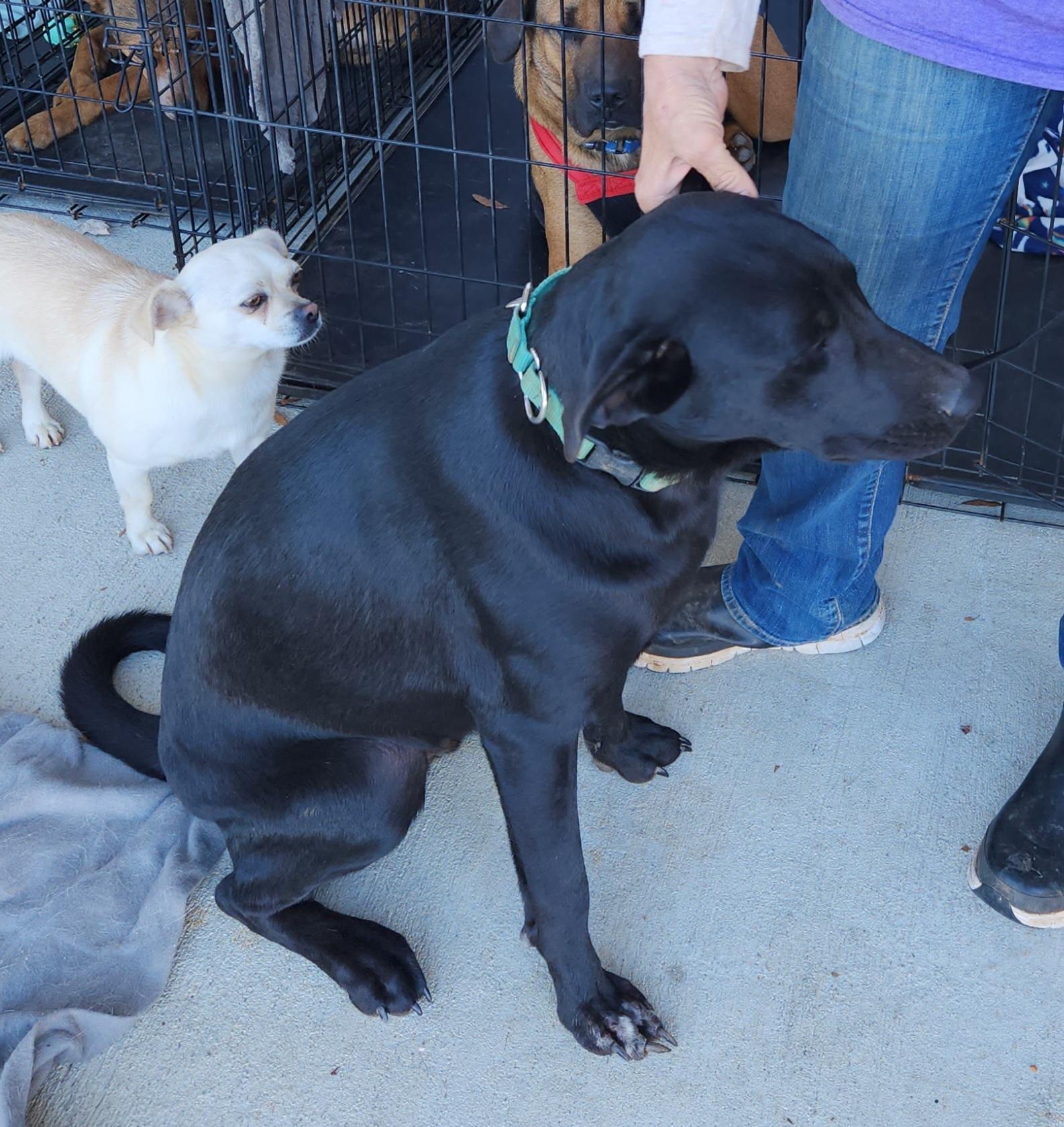 Bode, Adopted, Adult Male English Shepherd & Labrador Retriever.