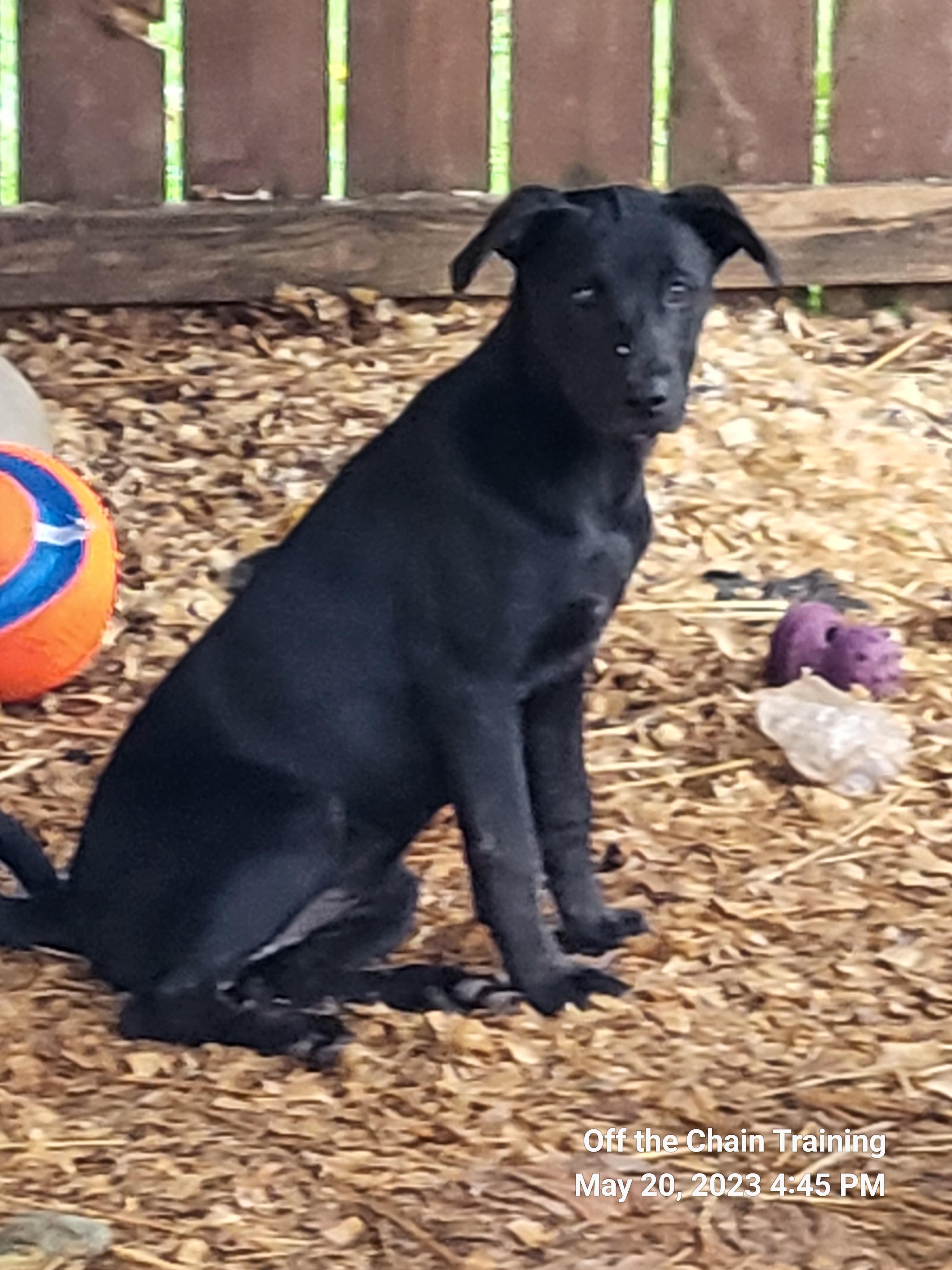 Enlarge Bode, a Adopted mixed breed in Toney, AL image 6/6