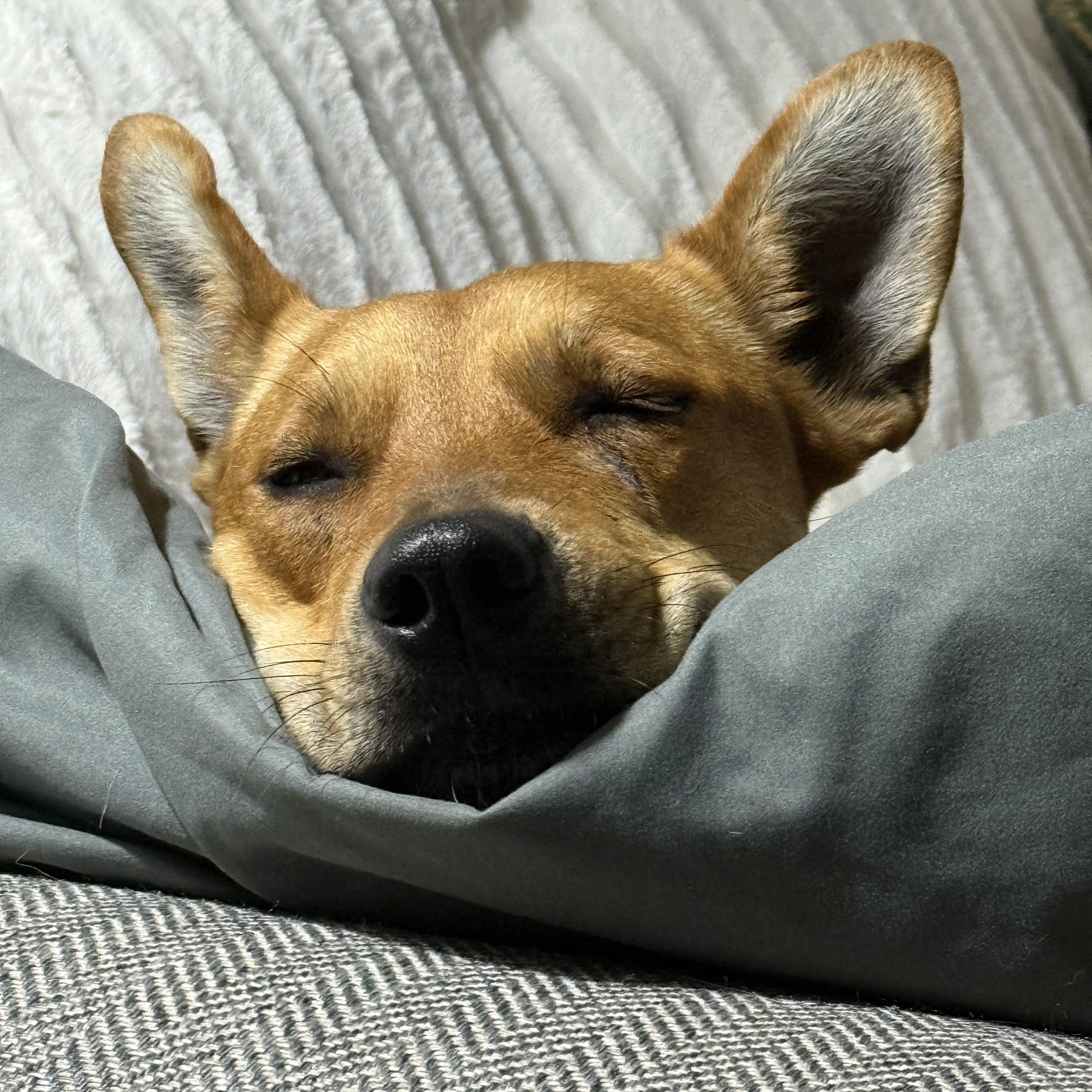 Charlotte, a Adoptable mixed breed in Little Rock, AR image 4/4