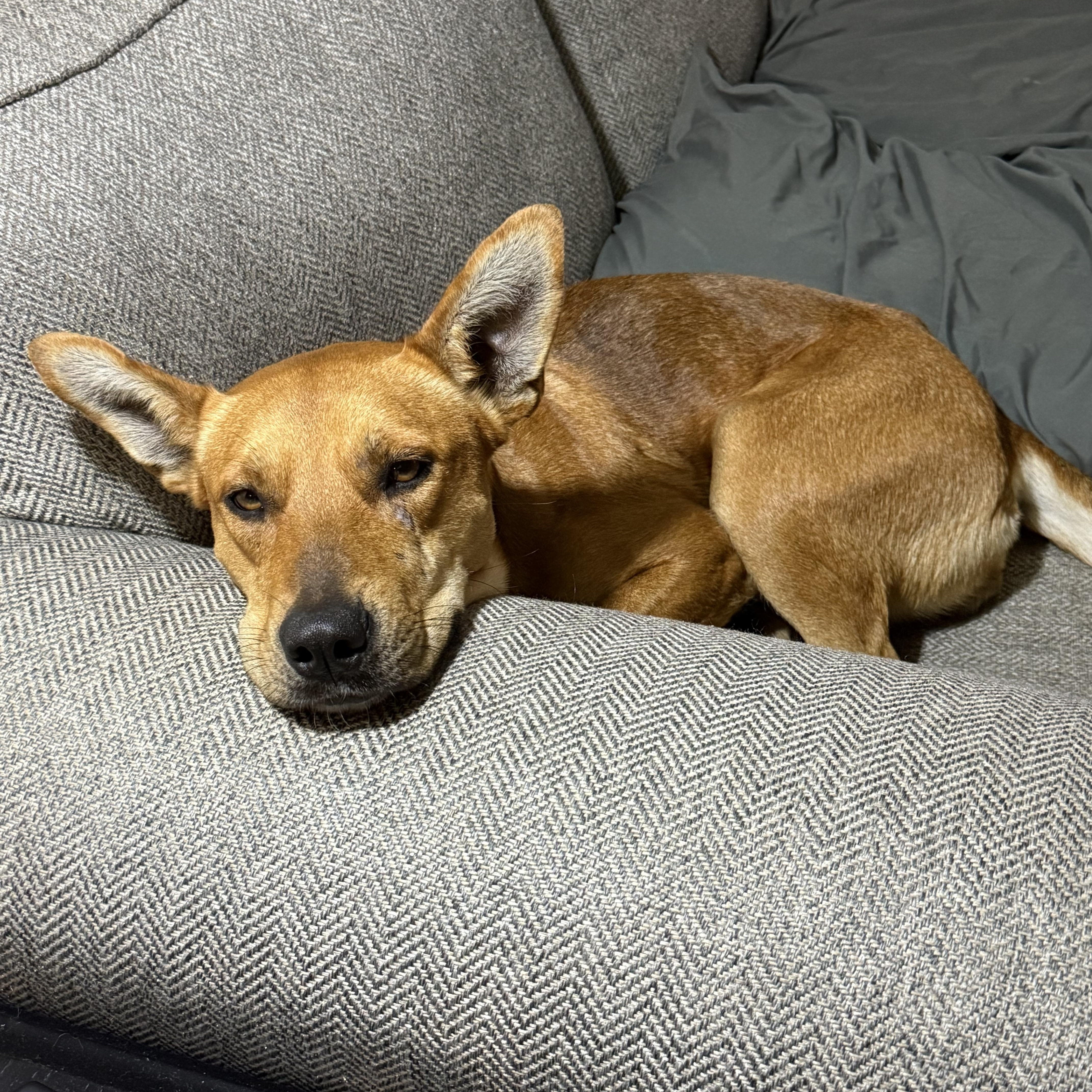 Charlotte, a Adoptable mixed breed in Little Rock, AR image 3/4