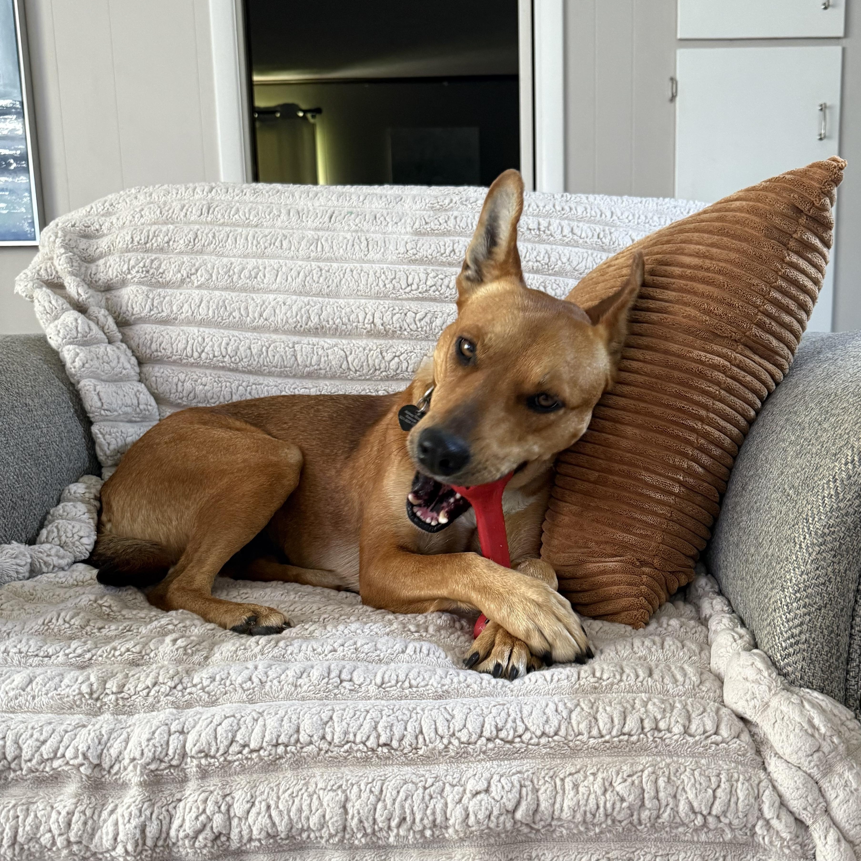 Charlotte, a Adoptable mixed breed in Little Rock, AR image 2/4