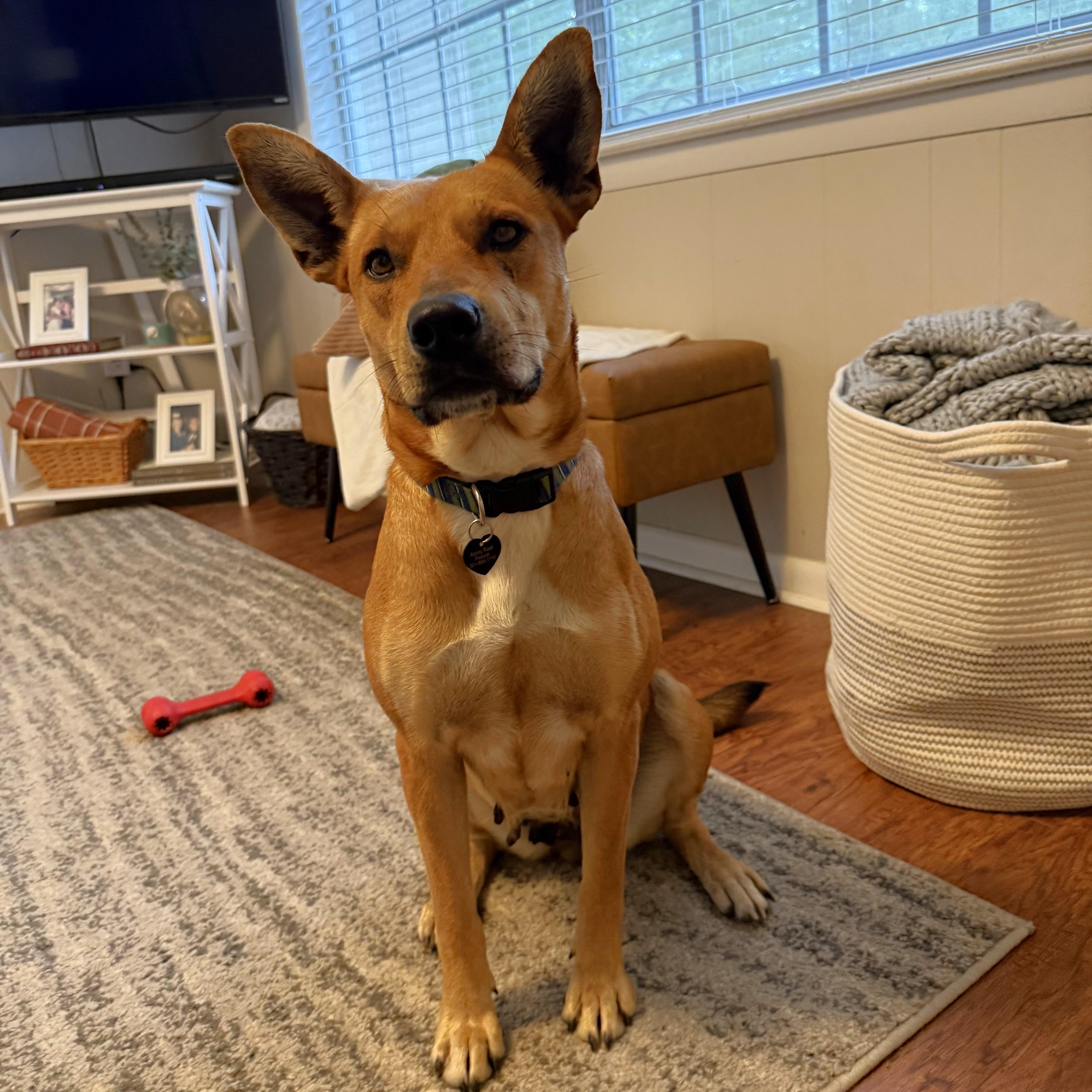 Charlotte, a Adoptable mixed breed in Little Rock, AR image 1/4