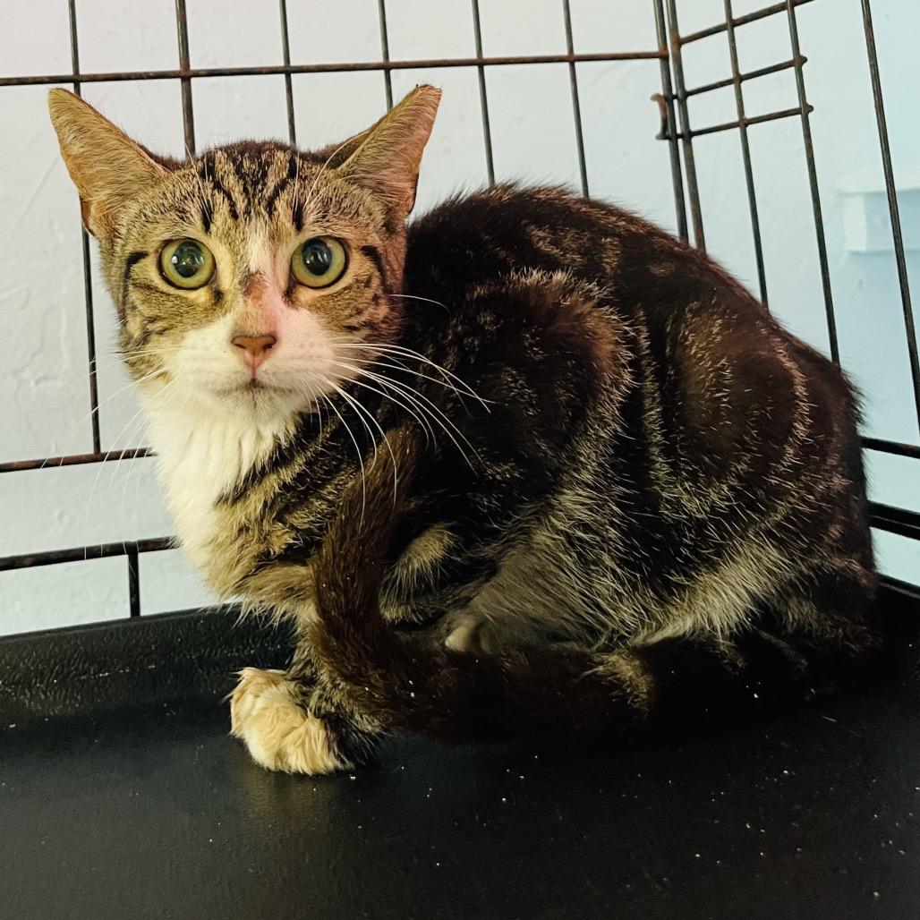 Tiger, Adoptable, Young Male Domestic Short Hair.