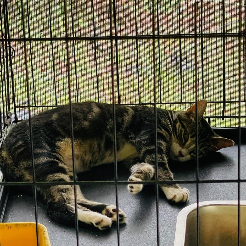 Tiger, a Adoptable Domestic Short Hair in Pahoa, HI image 2/3