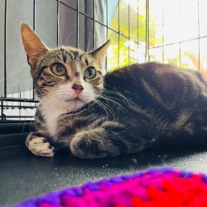 Tiger, a Adoptable Domestic Short Hair in Pahoa, HI image 2/2