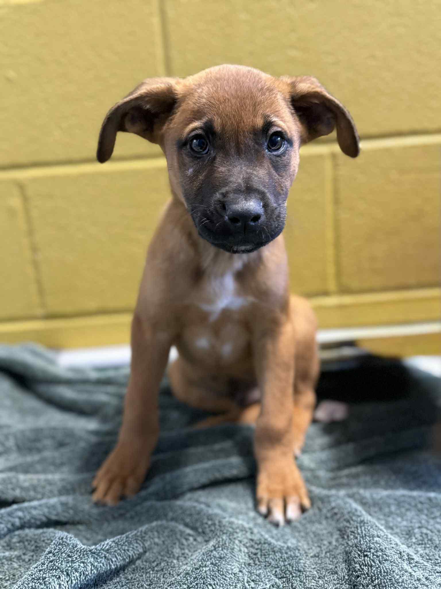 Aretha, Adoptable, Puppy Female Terrier & Black Mouth Cur.