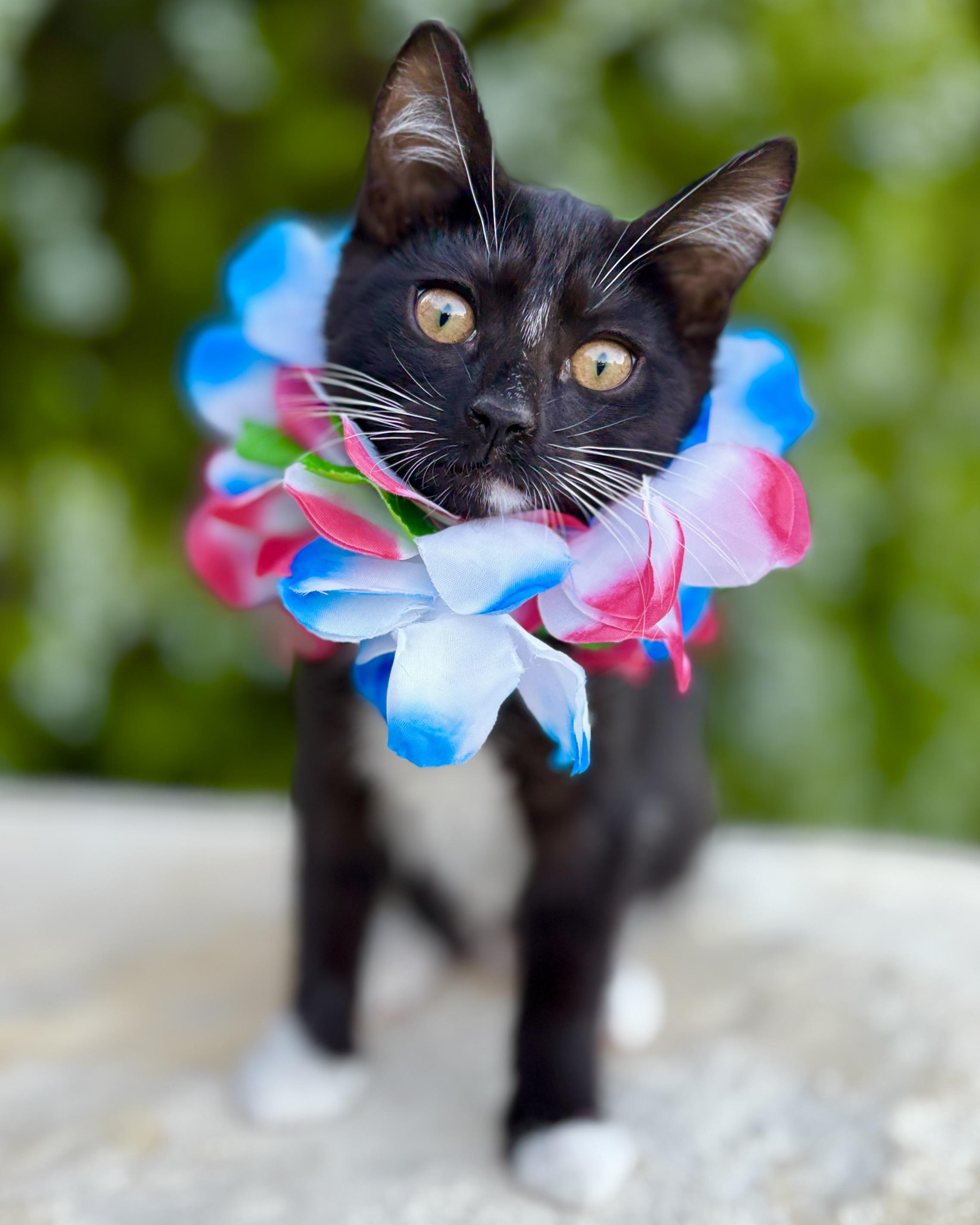 Enlarge Reef, a Adoptable Domestic Short Hair in Tracy, CA image 1/6