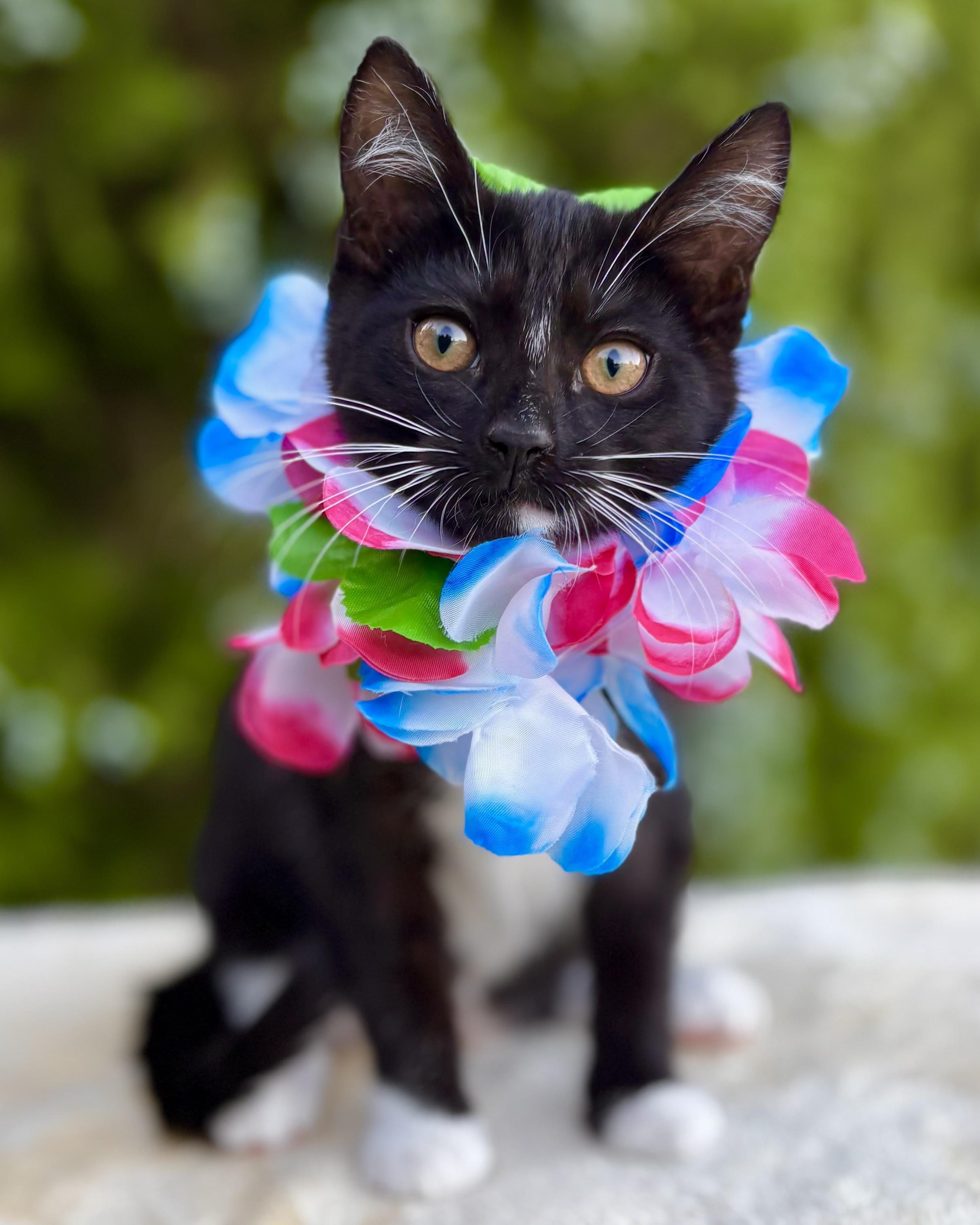 Enlarge Reef, a Adoptable Domestic Short Hair in Tracy, CA image 2/6