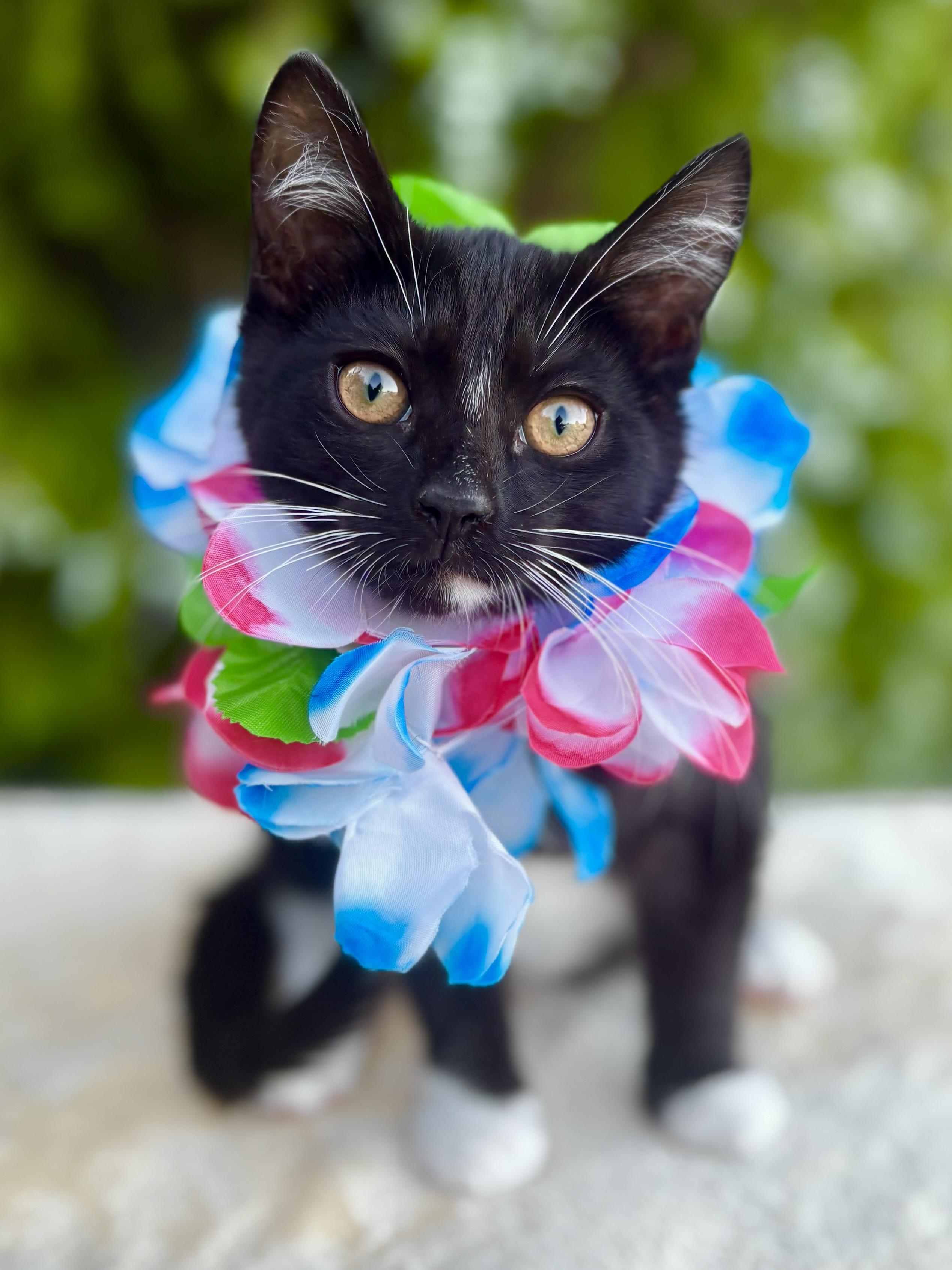 Enlarge Reef, a Adoptable Domestic Short Hair in Tracy, CA image 3/6