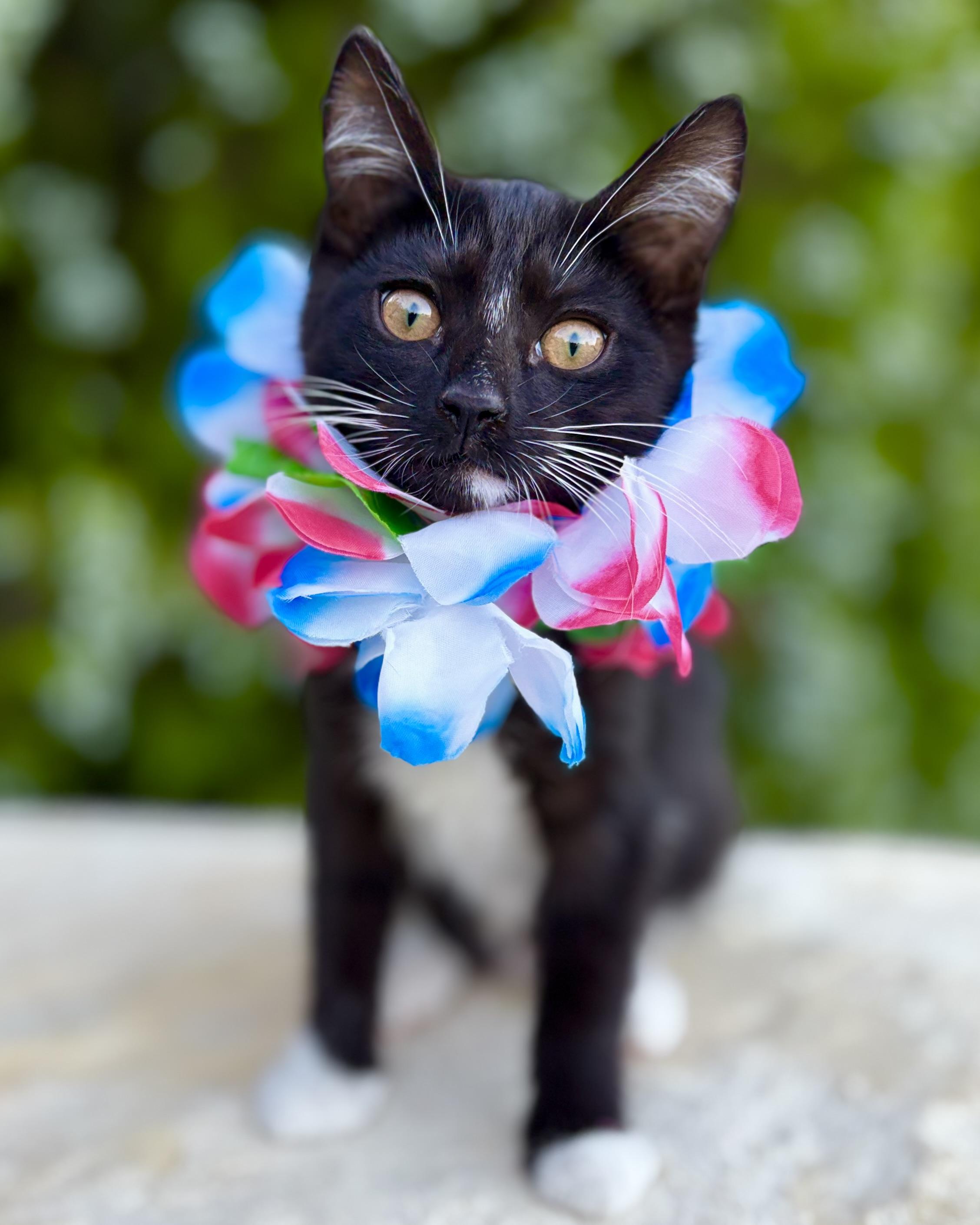 Enlarge Reef, a Adoptable Domestic Short Hair in Tracy, CA image 4/6