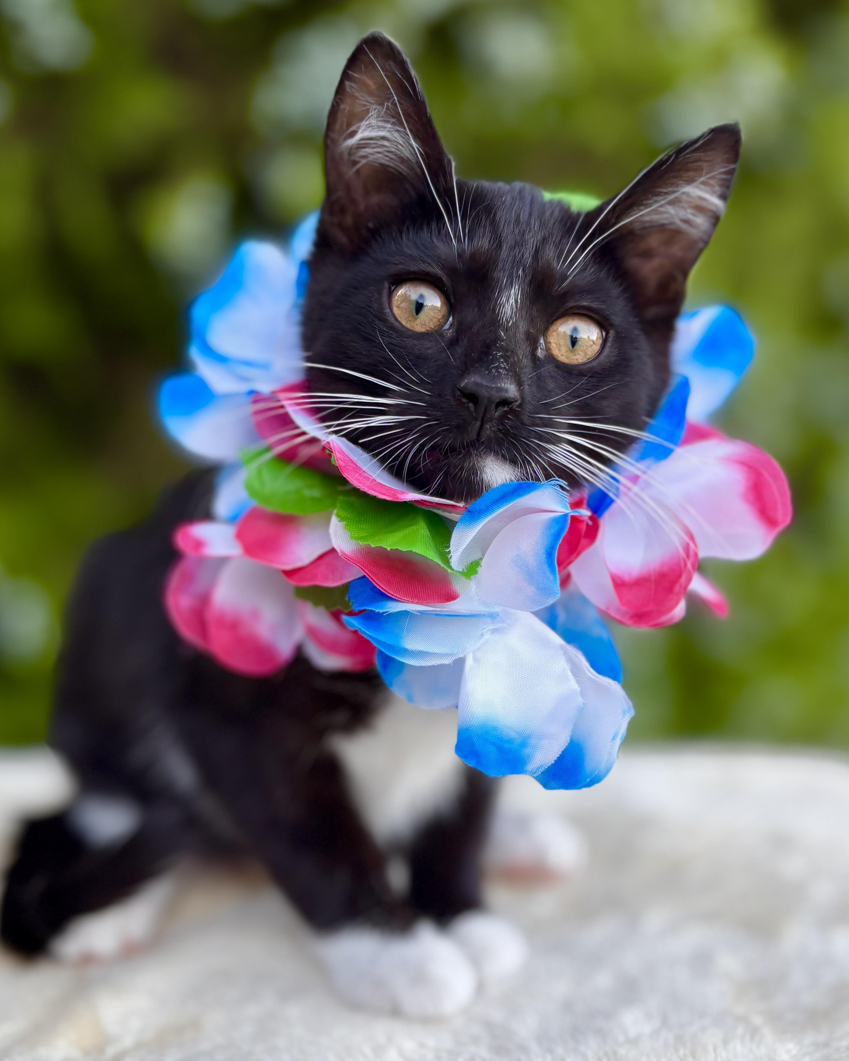 Enlarge Reef, a Adoptable Domestic Short Hair in Tracy, CA image 5/6