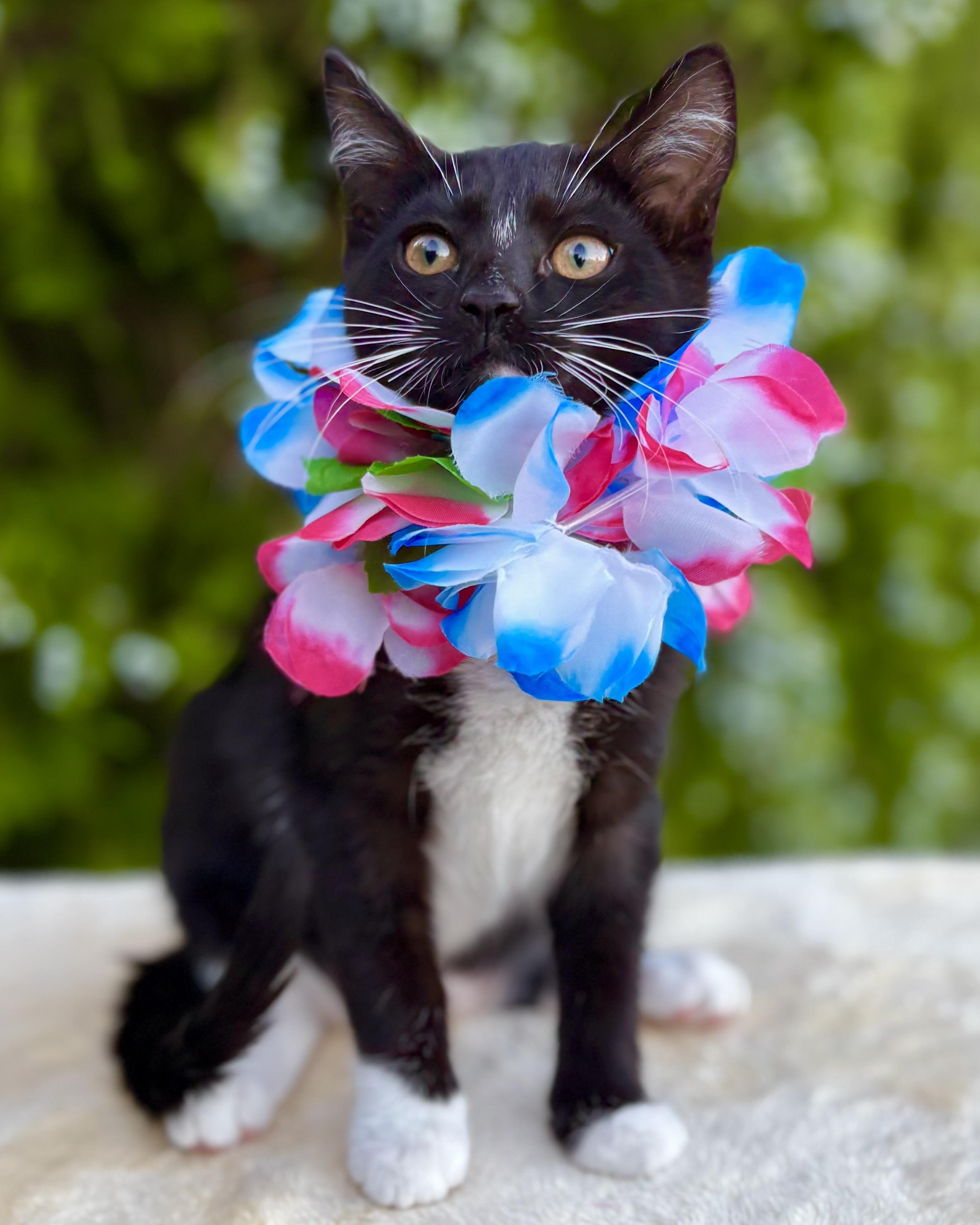 Enlarge Reef, a Adoptable Domestic Short Hair in Tracy, CA image 6/6