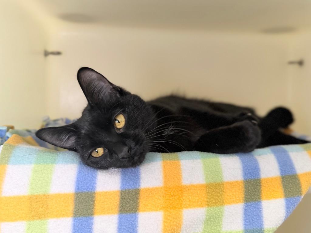 Enlarge Pandora, a Adoptable mixed breed in Menomonie, WI image 1/2