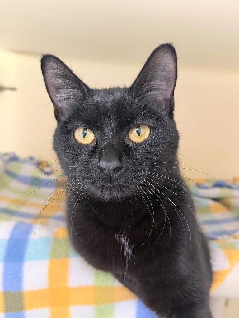 Enlarge Pandora, a Adoptable mixed breed in Menomonie, WI image 2/2