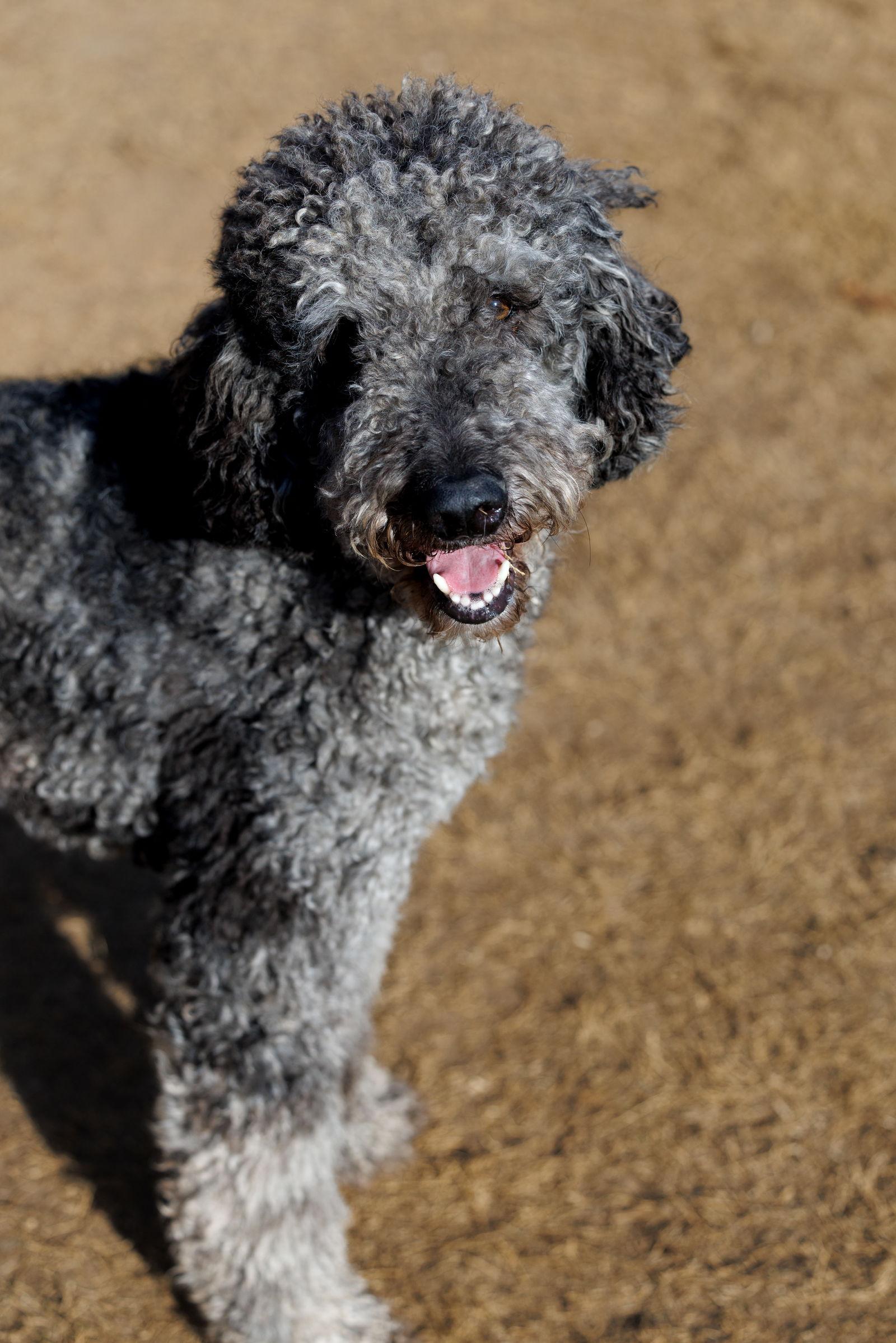 Six Seven, Adoptable, Adult Male Standard Poodle & Australian Shepherd.