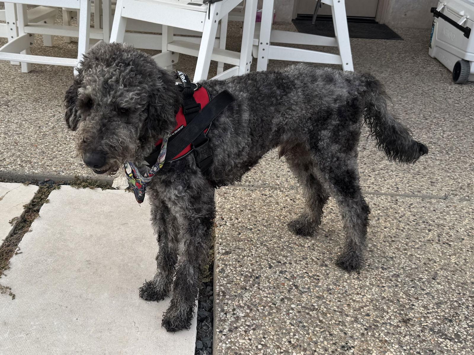 Six Seven, Adoptable, Adult Male Standard Poodle & Australian Shepherd.