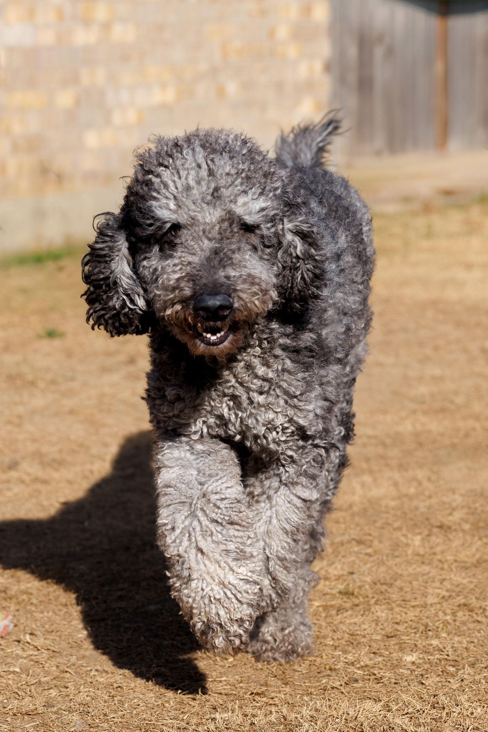 Enlarge Six Seven, a Adoptable mixed breed in McKinney, TX image 2/3