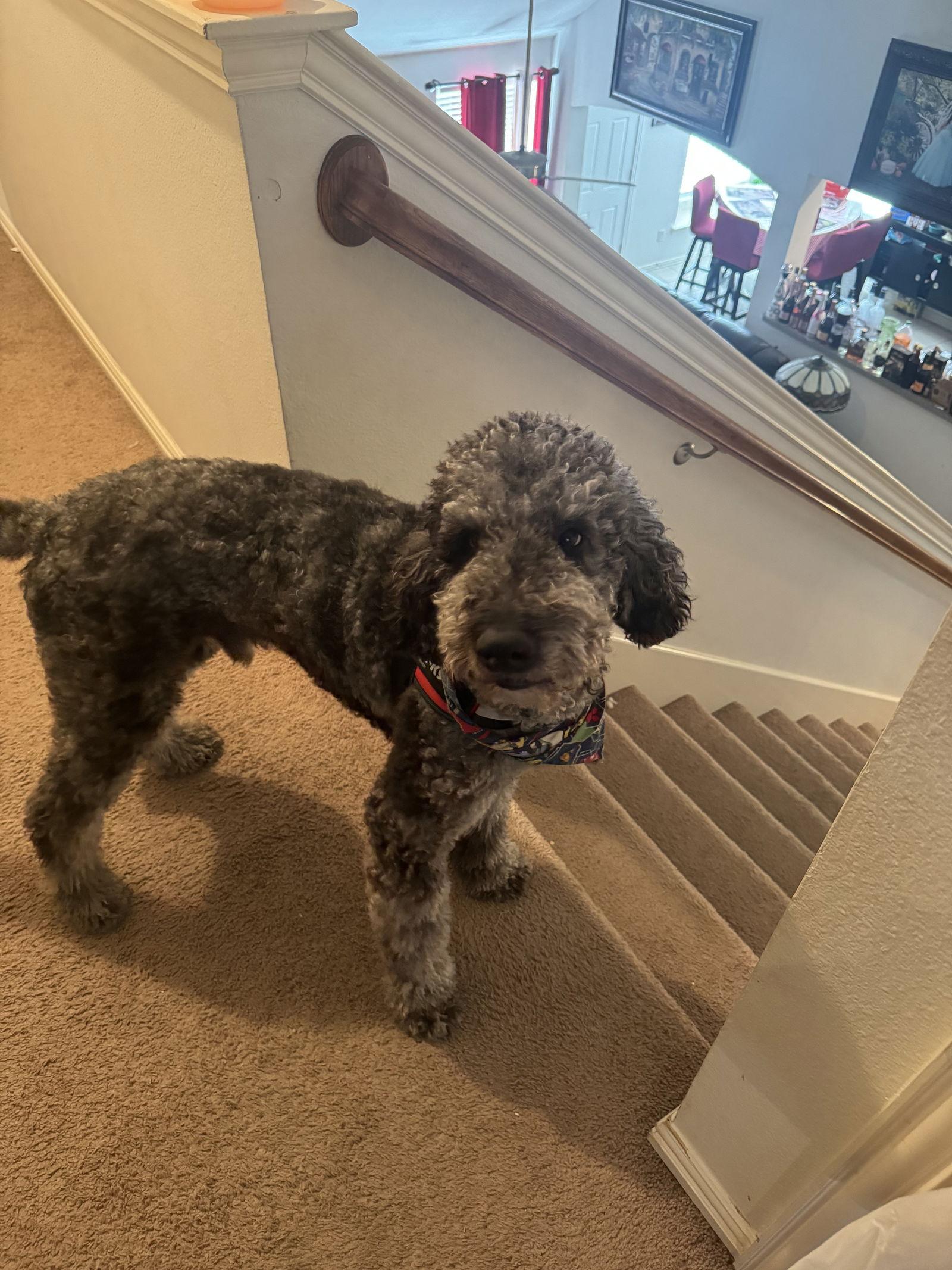 Enlarge Six Seven, a Adoptable mixed breed in McKinney, TX image 2/3