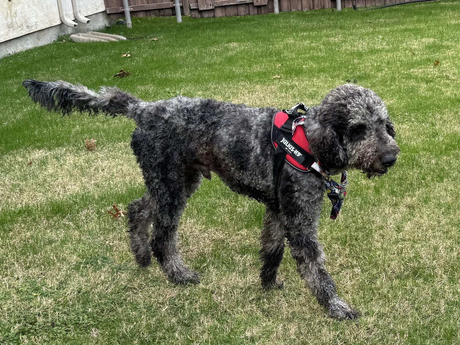 Enlarge Six Seven, a Adoptable mixed breed in McKinney, TX image 3/3