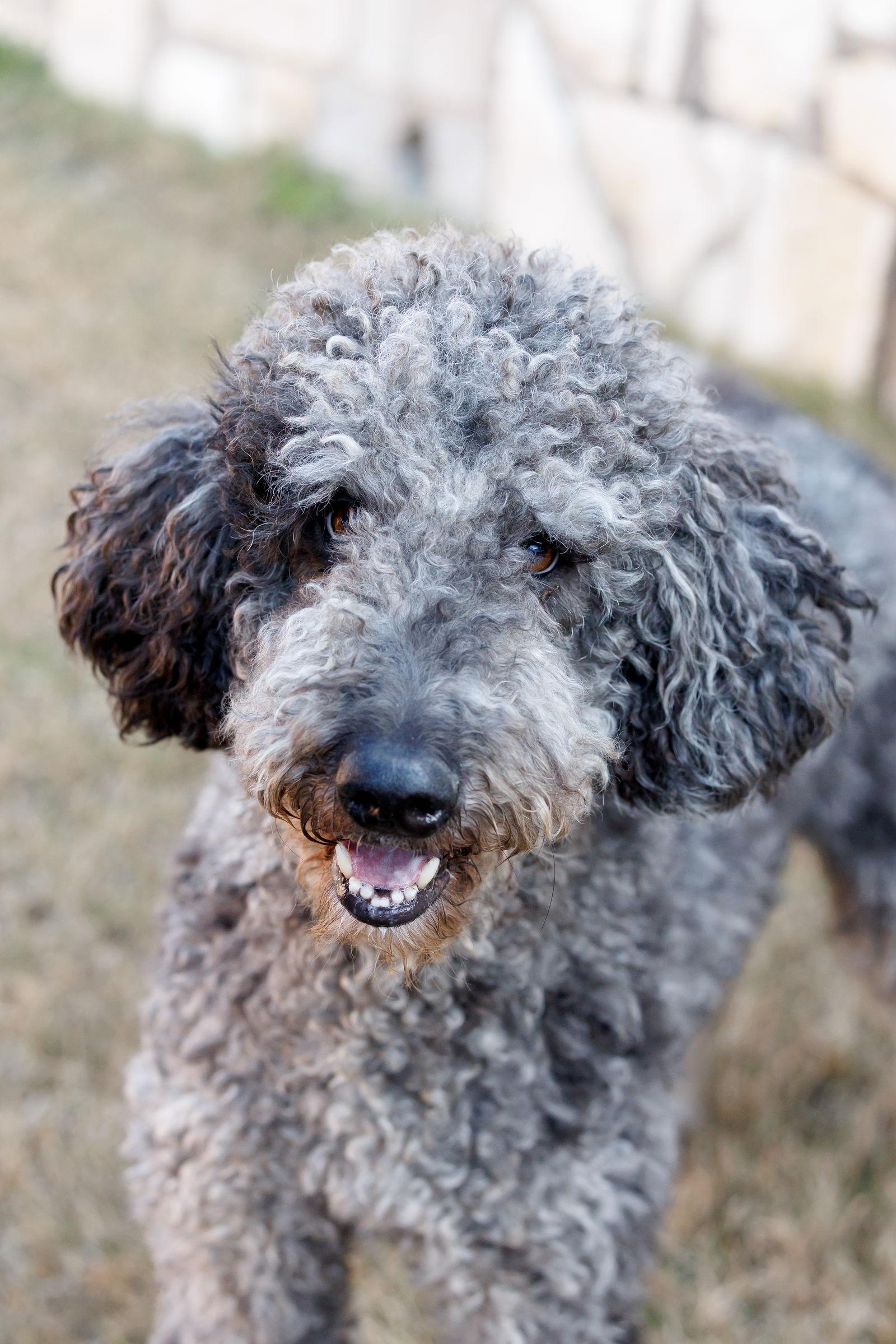 Enlarge Six Seven, a Adoptable mixed breed in McKinney, TX image 3/3