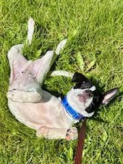 Enlarge Oreo, a Adoptable mixed breed in CHURCHVILLE, NY image 2/3