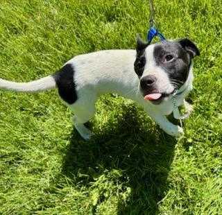 Enlarge Oreo, a Adoptable mixed breed in CHURCHVILLE, NY image 3/3