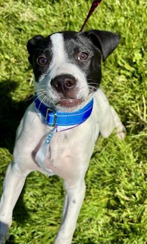 Enlarge Oreo, a Adoptable mixed breed in CHURCHVILLE, NY image 1/3