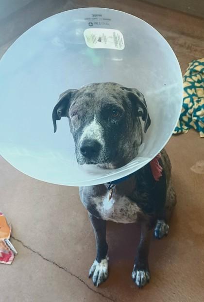 Stella, Adult Female Catahoula Leopard Dog