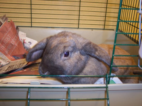 Humane Society & SPCA Bunnies photo 1