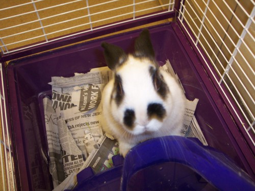 Enlarge Humane Society & SPCA Bunnies, a Adoptable Lop Eared in Atlantic Highlands, NJ image 2/6