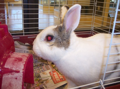 Humane Society & SPCA Bunnies photo 3