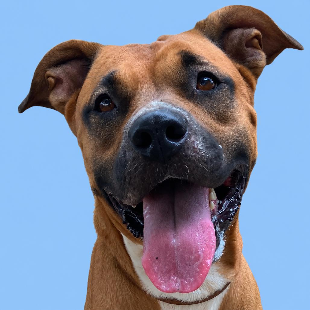 Rainbow Brite, Adoptable, Adult Female Mixed Breed.