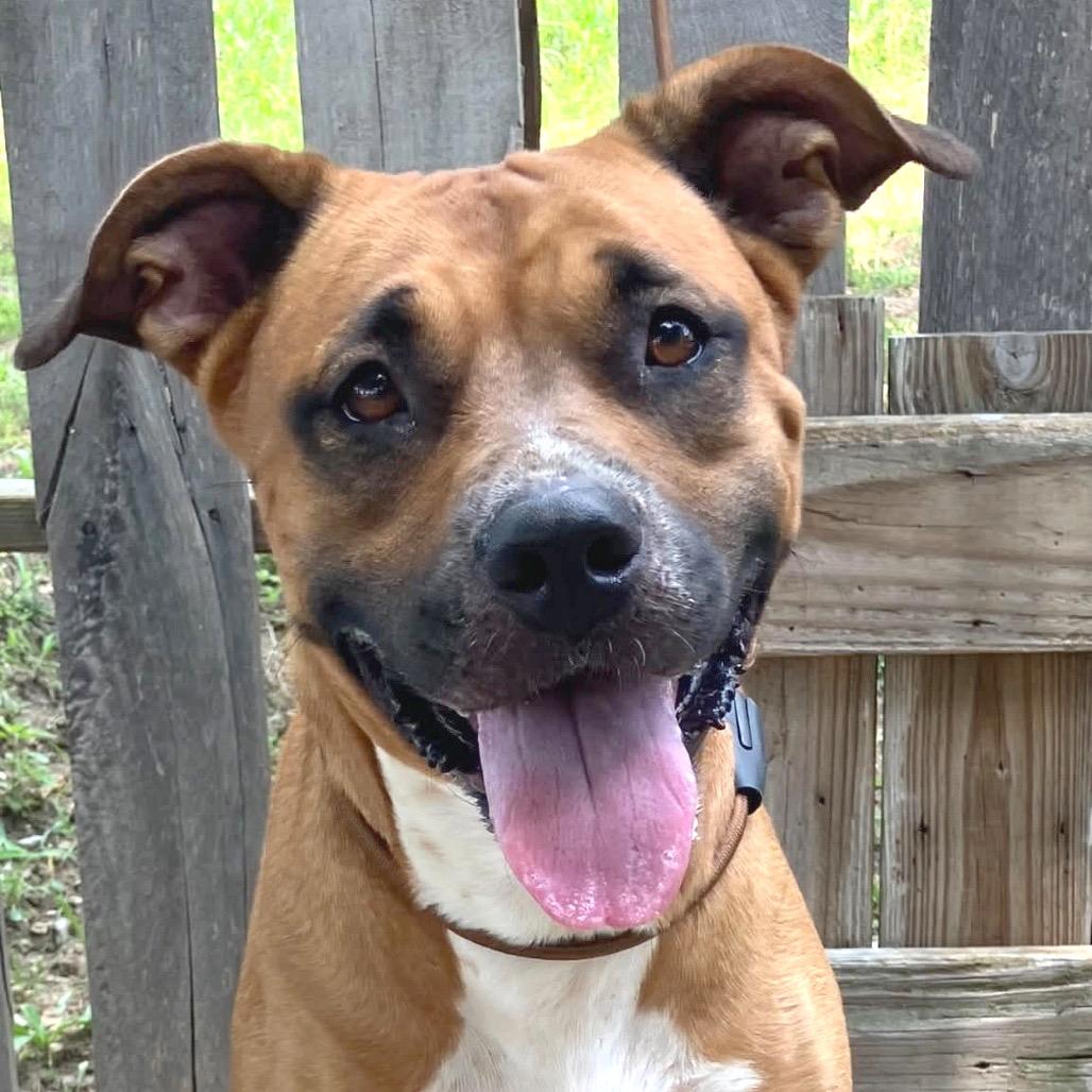 Rainbow Brite, Adoptable, Adult Female Mixed Breed.