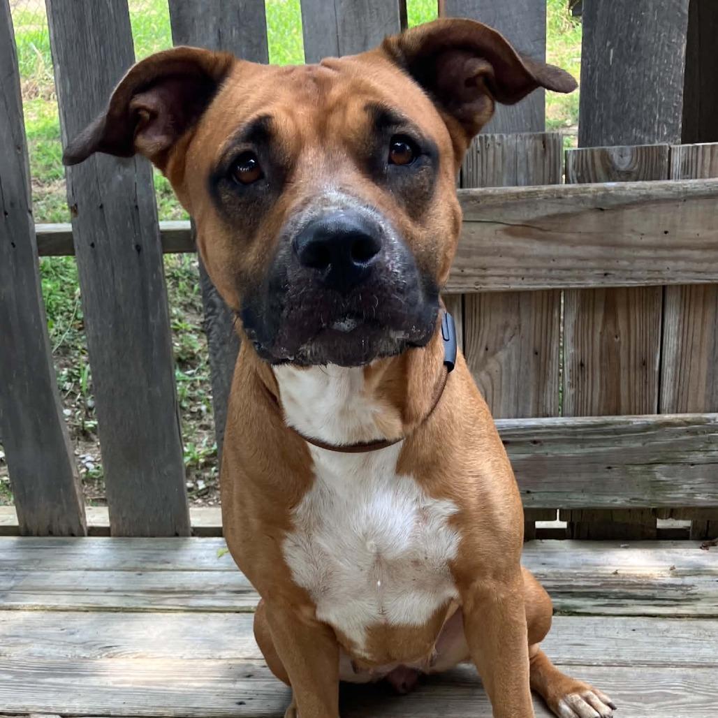 Rainbow Brite, Adoptable, Adult Female Mixed Breed.
