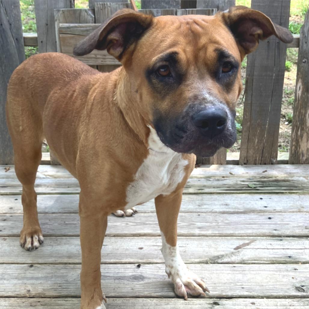 Rainbow Brite, a Adoptable Mixed Breed in Pulaski, TN image 2/6