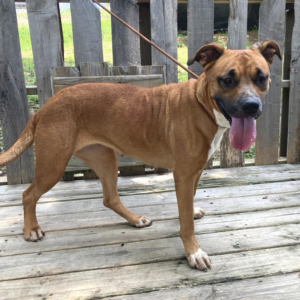 Rainbow Brite, a Adoptable Mixed Breed in Pulaski, TN image 3/6