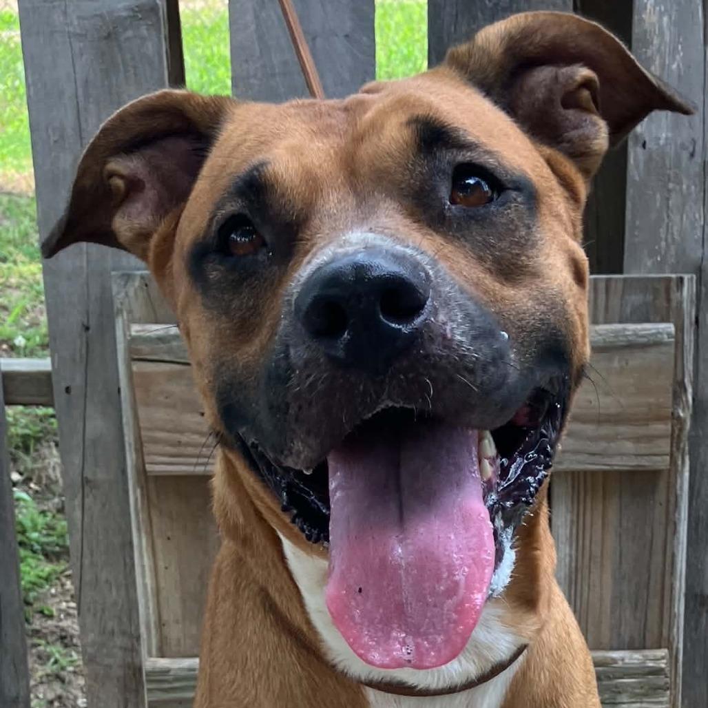 Rainbow Brite, a Adoptable Mixed Breed in Pulaski, TN image 2/3