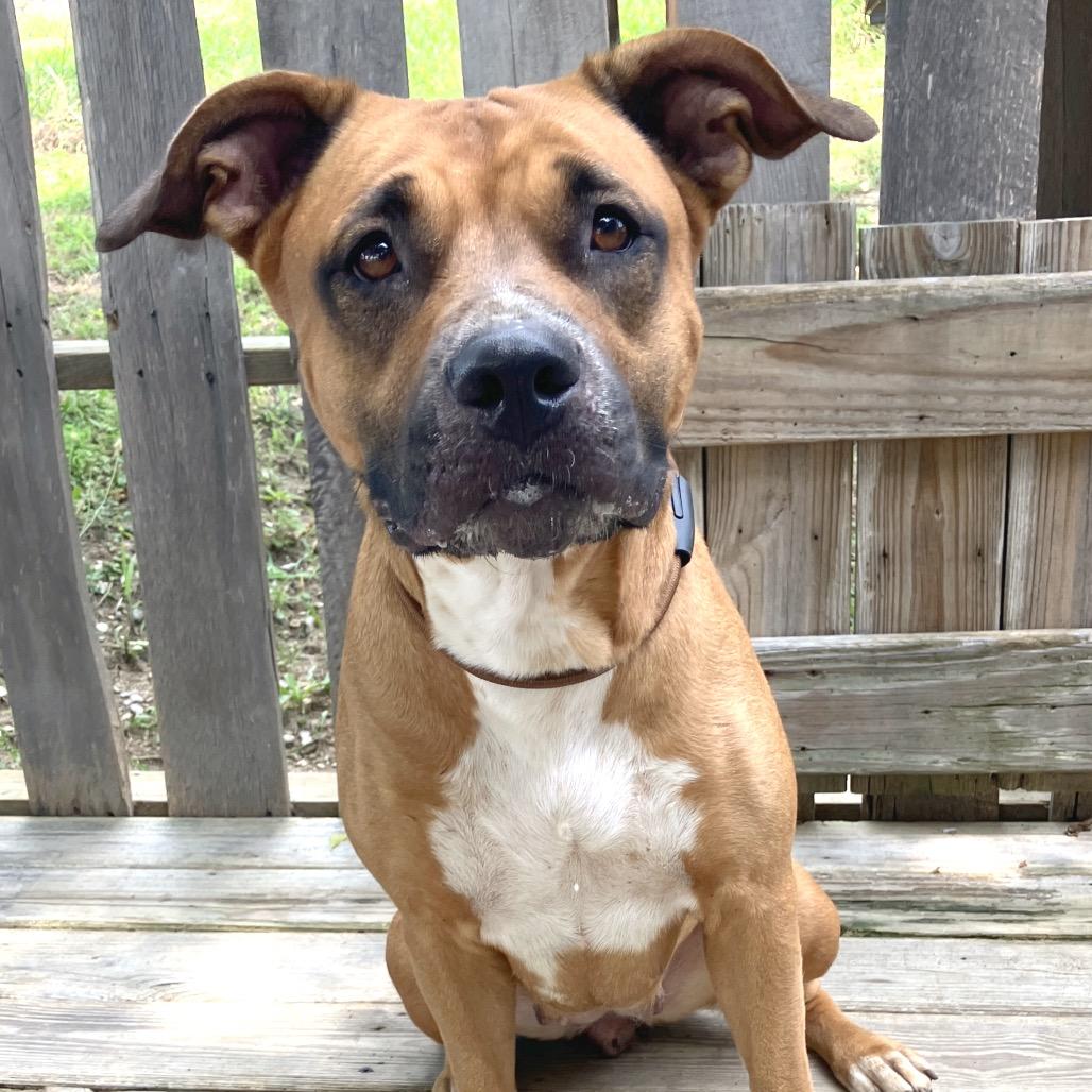 Rainbow Brite, a Adoptable Mixed Breed in Pulaski, TN image 6/6