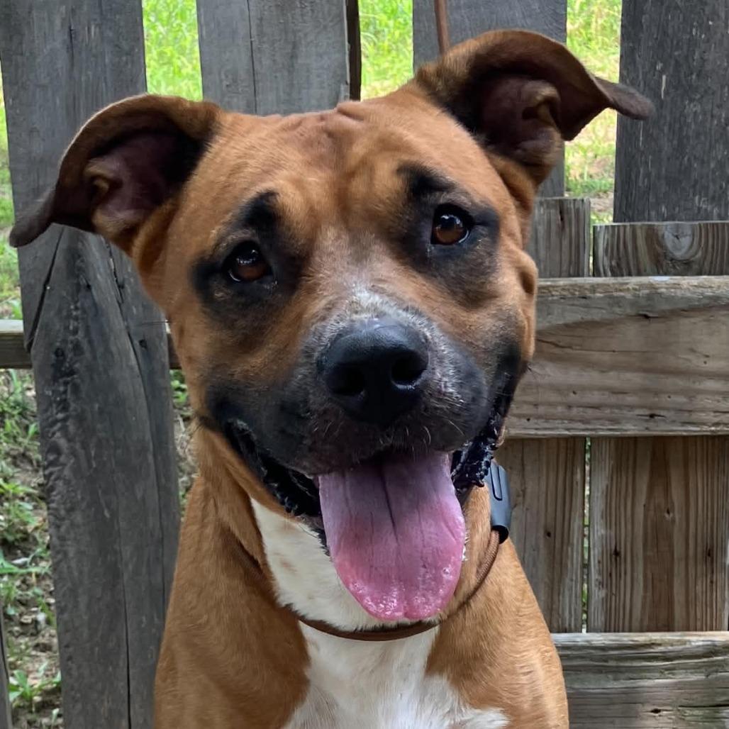 Rainbow Brite, a Adoptable Mixed Breed in Pulaski, TN image 3/3