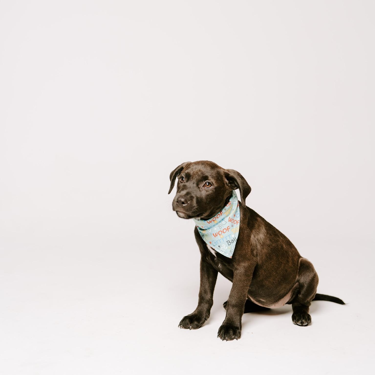 Enlarge Bali, a Adoptable mixed breed in Puyallup, WA image 5/6