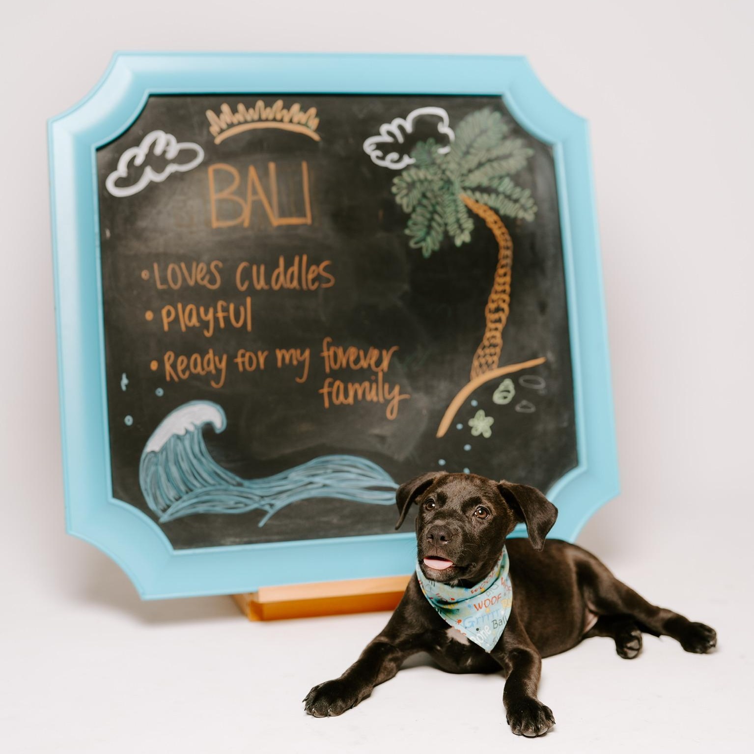 Enlarge Bali, a Adoptable mixed breed in Puyallup, WA image 6/6